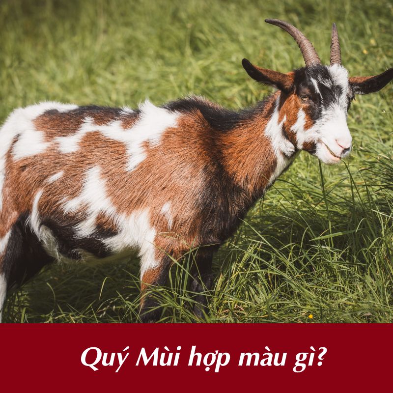 Quý Mùi hợp màu gì?