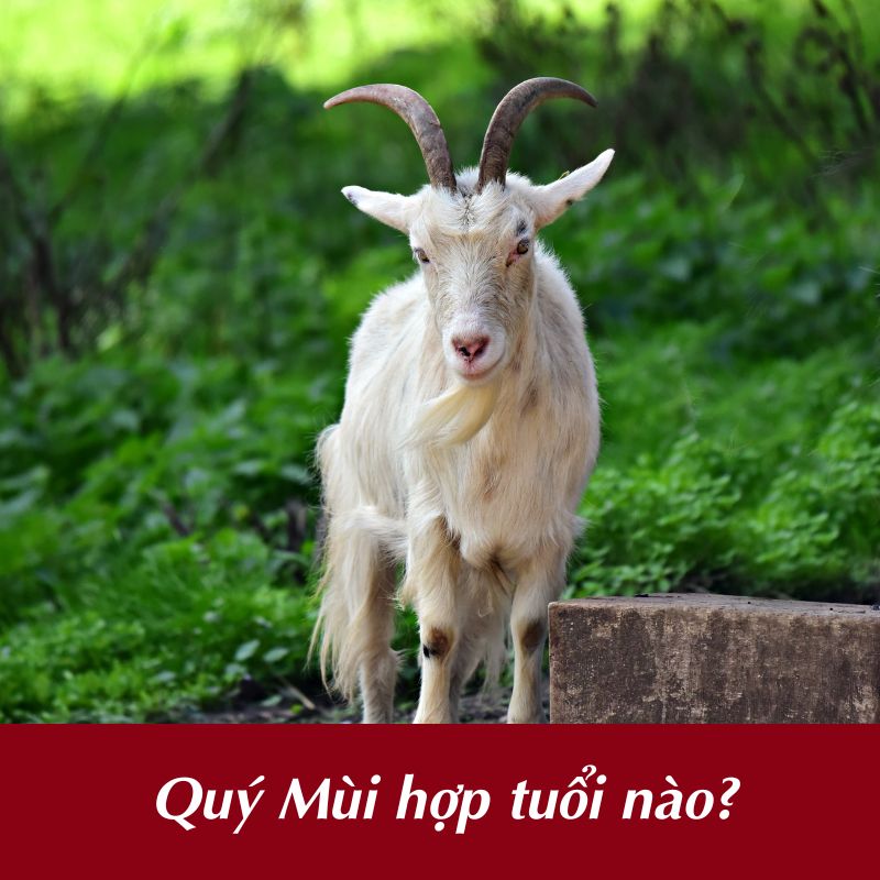 Quý Mùi hợp tuổi nào?