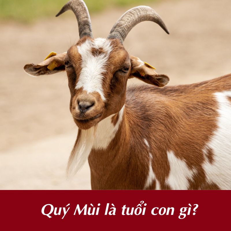 Quý Mùi là tuổi con gì?