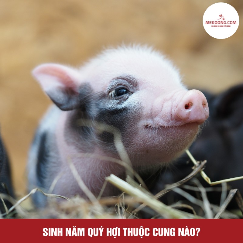 Sinh năm Quý Hợi thuộc cung nào?