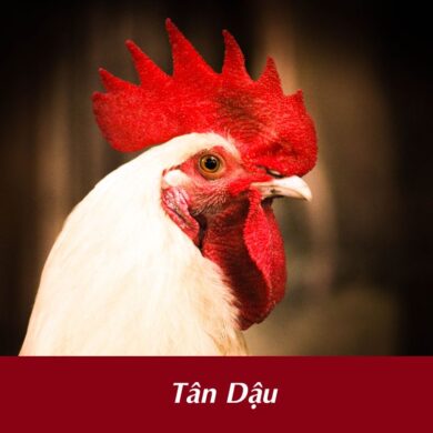 Tan Dau tuổi Tân Dậu