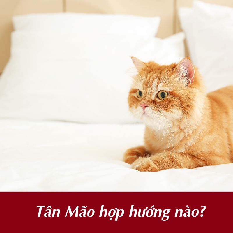 Tân Mão hợp hướng xây nhà nào?