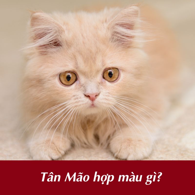 Tân Mão hợp màu gì?