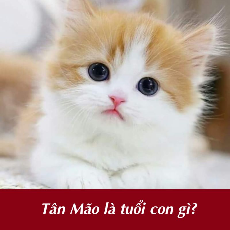 Tân Mão là tuổi con gì