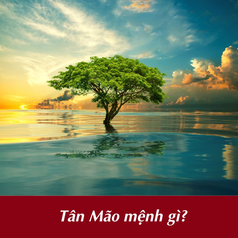 Tân Mão mệnh gì?