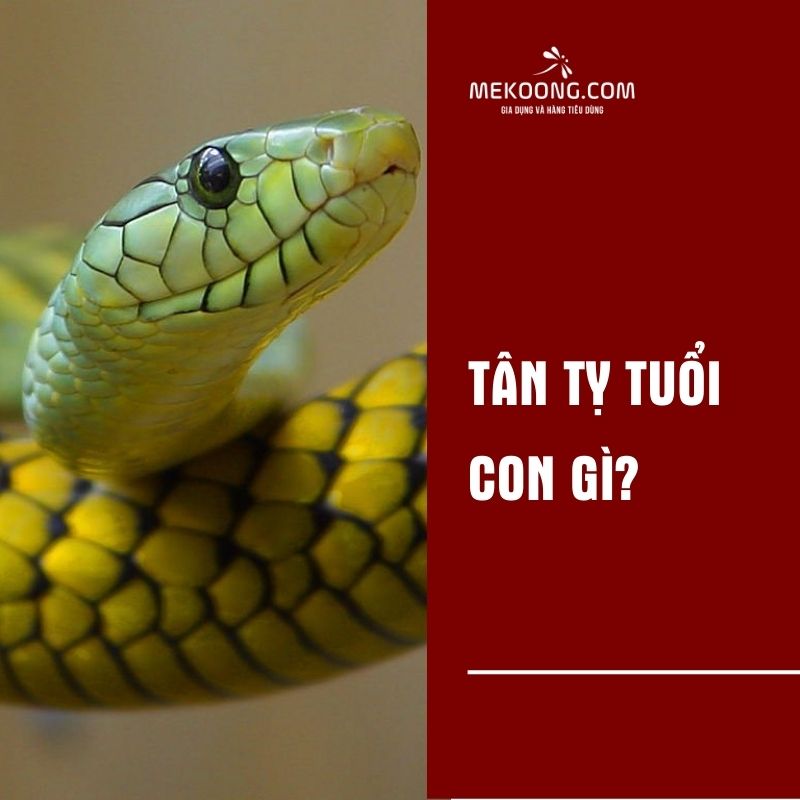 Tân Tỵ là sinh những năm nào?