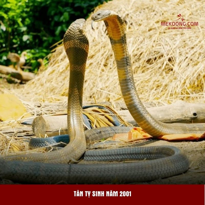 Tân Tỵ sinh năm 2001