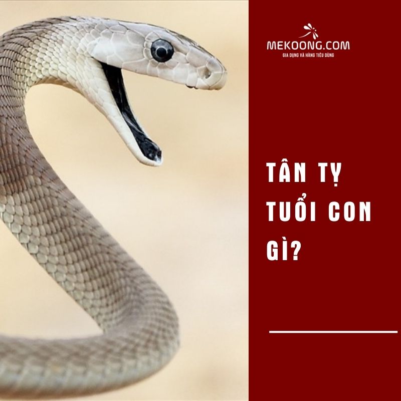 Tân Tỵ tuổi con gì?