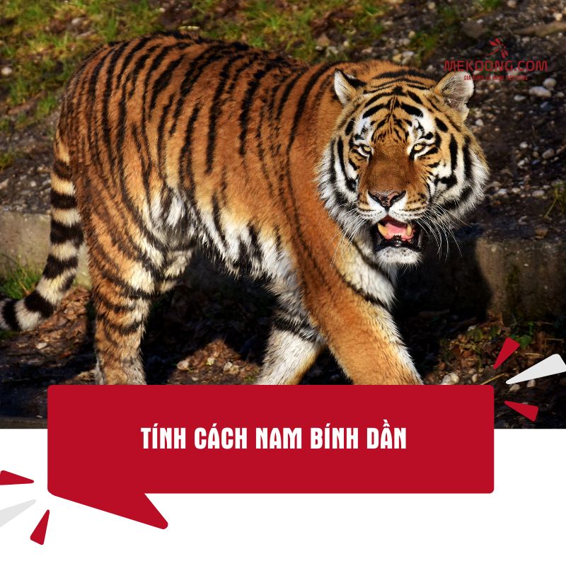 Tính cách nam Bính Dần