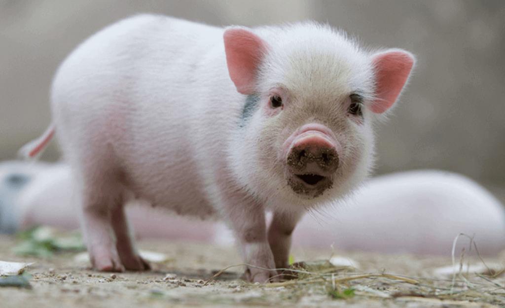 Cách tính tam tai tuổi Kỷ Hợi 