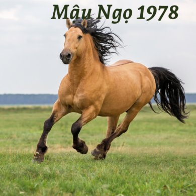 1978 tuổi con gì