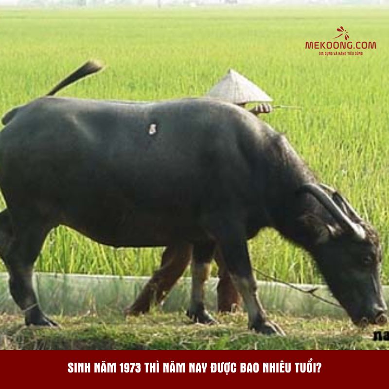 Sinh năm 1973 thì năm nay được bao nhiêu tuổi?