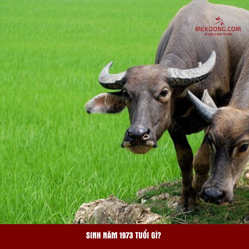 Sinh năm 1973 tuổi gì?