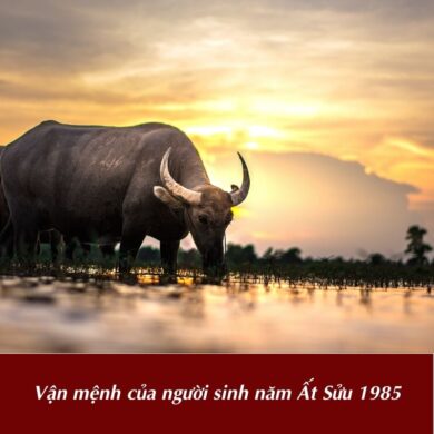 Van menh cua nguoi sinh nam At Suu 1985 Vận mệnh của người sinh năm Ất Sửu 1985