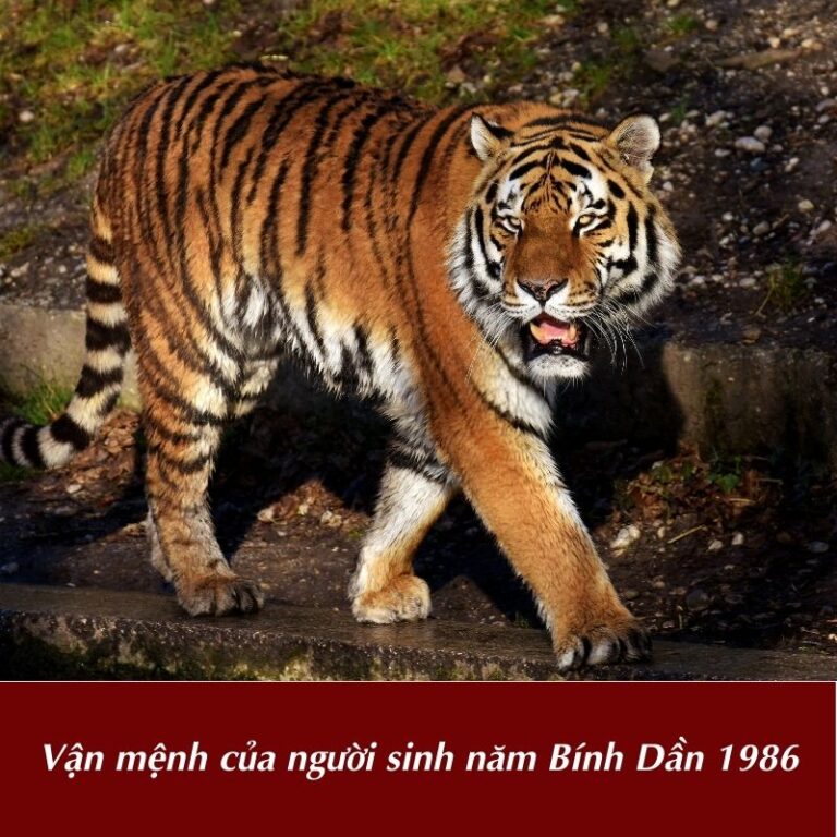Vận mệnh của người sinh năm Bính Dần 1986
