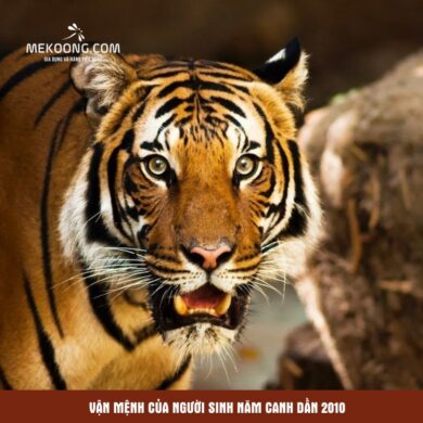 Van menh cua nguoi sinh nam Canh Dan 2010 Vận mệnh của người sinh năm Canh Dần 2010