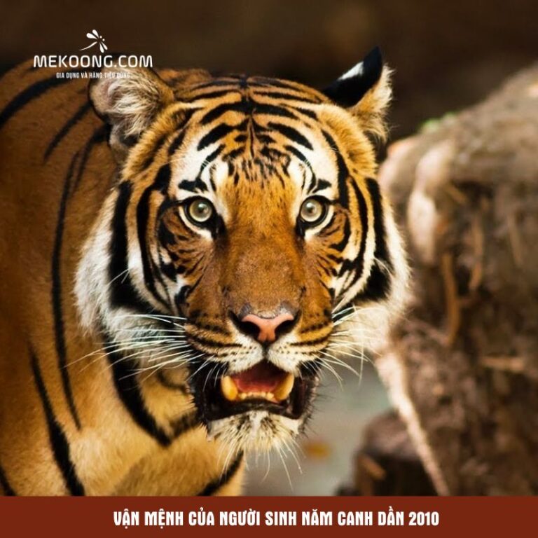 Vận mệnh của người sinh năm Canh Dần 2010