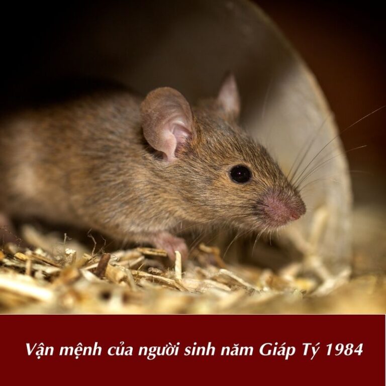 Vận mệnh của người sinh năm Giáp Tý 1984