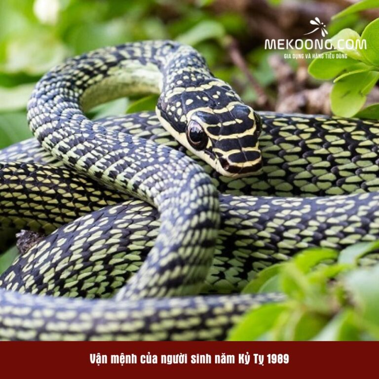 Vận mệnh của người sinh năm Kỷ Tỵ 1989