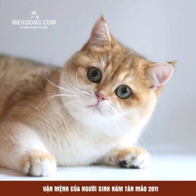 Van menh cua nguoi sinh nam Tan Mao 2011 Vận mệnh của người sinh năm Tân Mão 2011