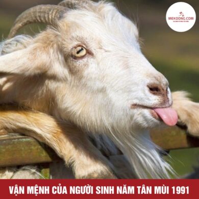 Van menh cua nguoi sinh nam Tan Mui 1991 Vận mệnh của người sinh năm Tân Mùi 1991