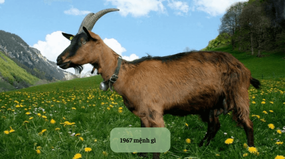 1967 mệnh gì Mekoong (1)