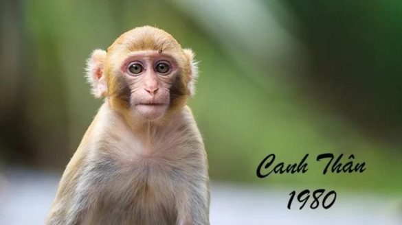 1980 mệnh gì (1200x673)