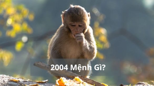 2004 mệnh gì (1200x673)
