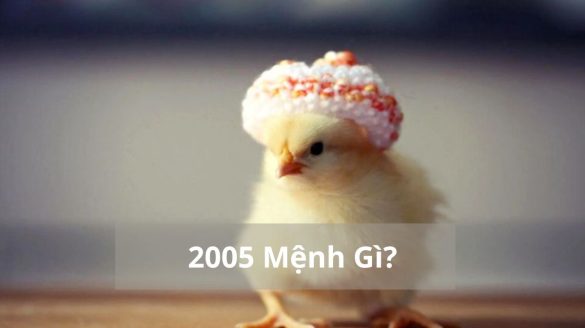 2005 mệnh gì (1200x673)
