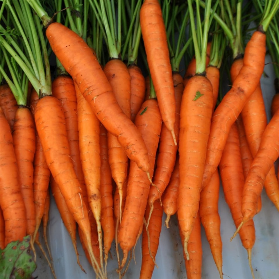 Cách chọn cà rốt tươi ngon đạt tiêu chuẩn