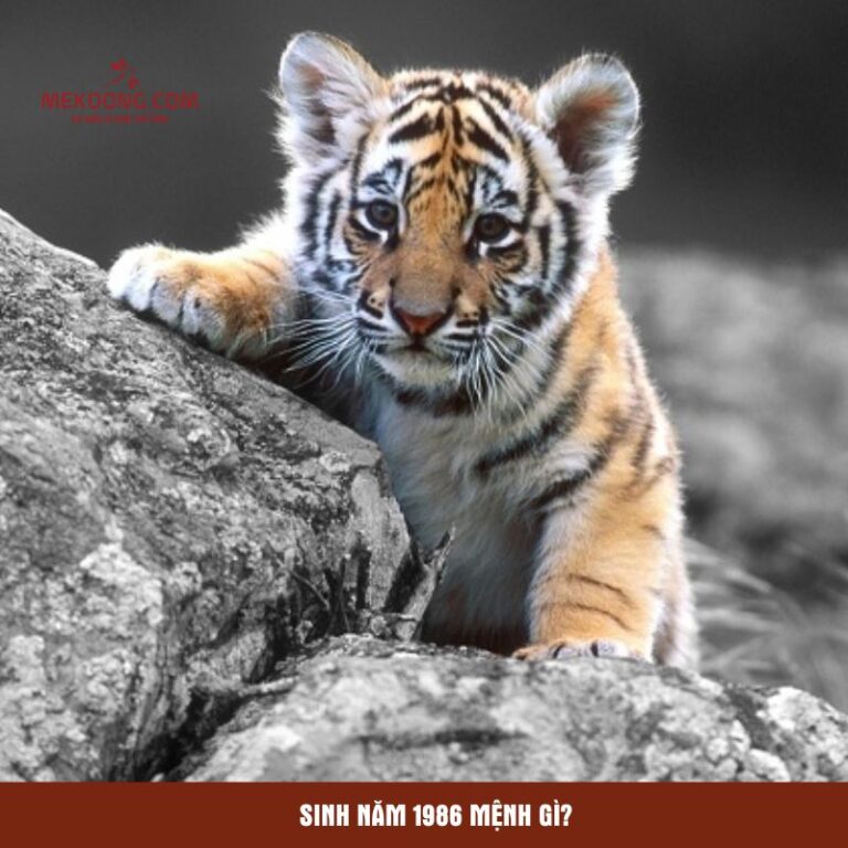 Sinh năm 1986 mệnh gì?