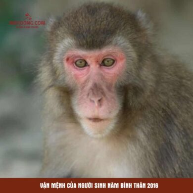 Vận mệnh của người sinh năm Bính Thân 2016