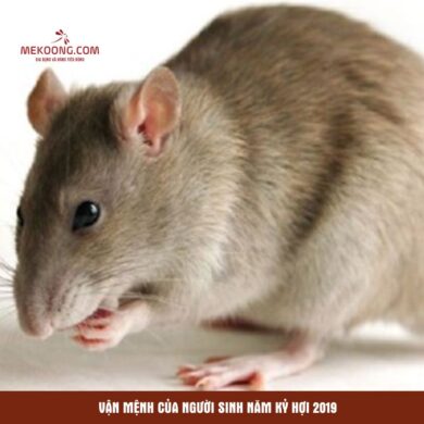 Vận mệnh của người sinh năm Canh Tý 2020