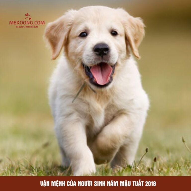 Vận mệnh của người sinh năm Mậu Tuất 2018