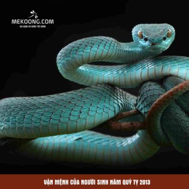 Vận mệnh của người sinh năm Quý Tỵ 2013