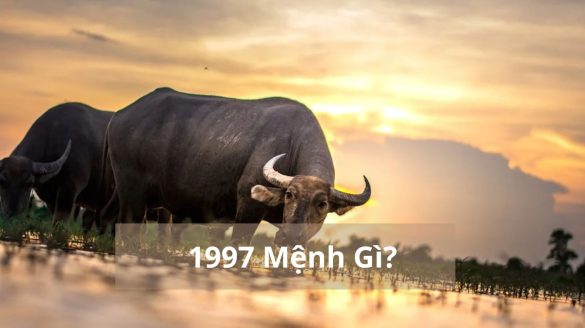 1997 mệnh gì (1200x673)