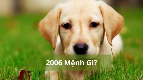 2006 mệnh gì (1200x673)
