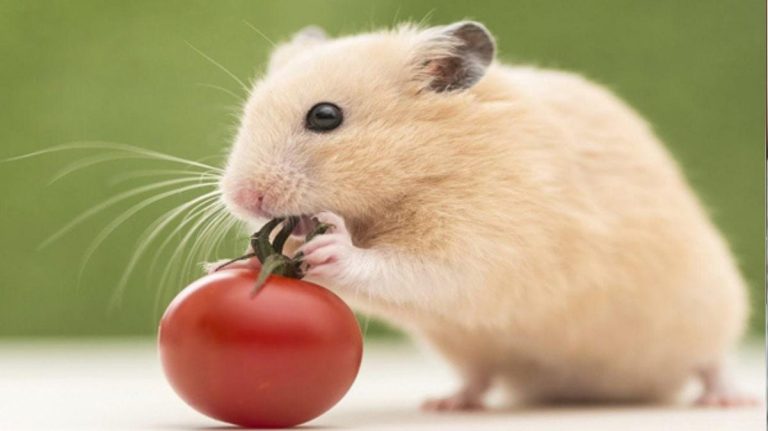 2008 mệnh gì (1200x673)