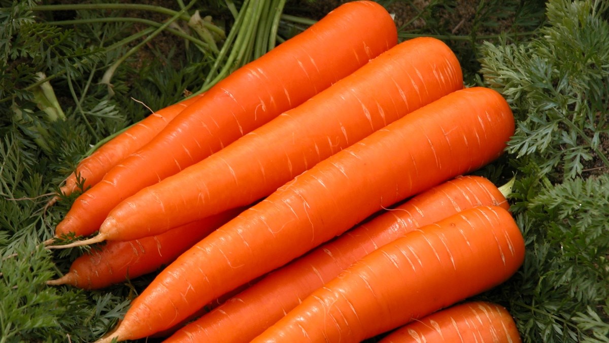 Cách chọn mua cà rốt tươi ngon