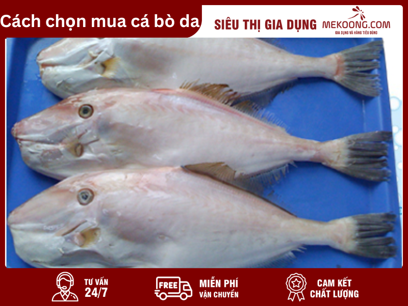 Cách chọn mua cá bò da ngon Mekoong