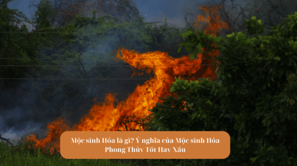 Mộc sinh Hỏa là gì Ý nghĩa của Mộc sinh Hỏa Phong Thủy Tốt Hay Xấu Mekoong (1)
