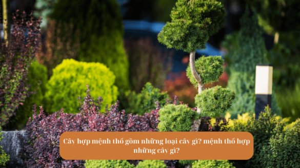 Cây hợp mệnh thổ gồm những loại cây gì mệnh thổ hợp những cây gì Mekoong (1)