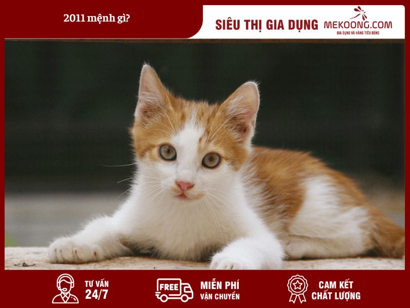 2011 Menh Gi Giai Ma Bi Mat Ngu Hanh cua Ban 2011 Mệnh Gì Giải Mã Bí Mật Ngũ Hành của Bạn