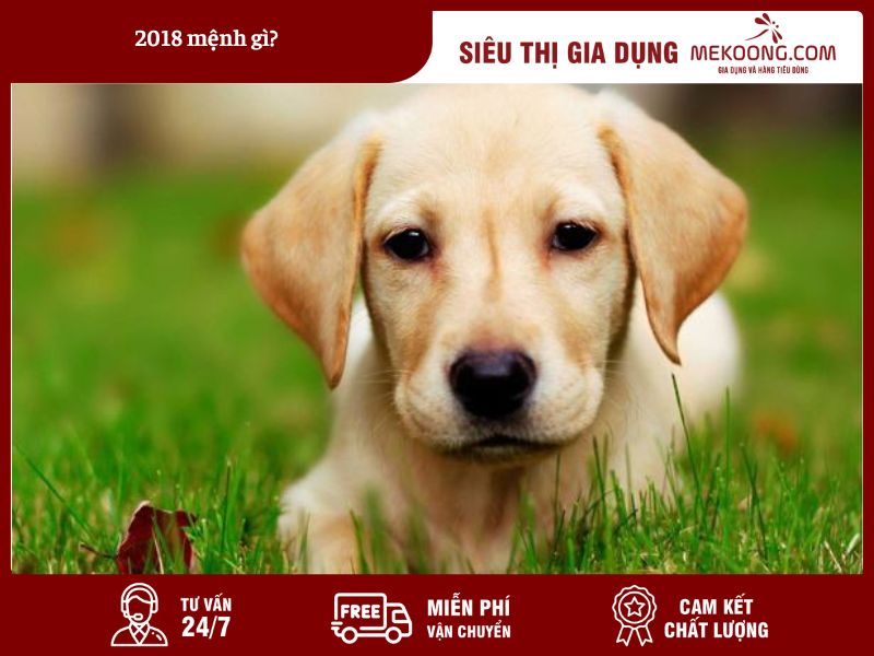 2018 menh gi 2018 Mệnh Gì? Giải Mã Vận Mệnh Người Tuổi Mậu Tuất