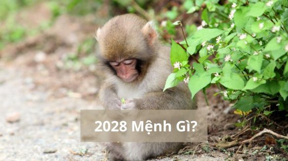 2028 mệnh gì (1200x673)