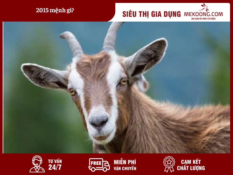 Kham Pha Ban Menh Nguoi Sinh Nam 2015 Menh Kim Sa Trung Kim Khám Phá Bản Mệnh Người Sinh Năm 2015 Mệnh Kim Sa Trung Kim