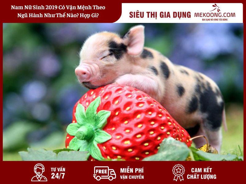 Nam Nữ Sinh 2019 Có Vận Mệnh Theo Ngũ Hành Như Thế Nào_ Hợp Gì