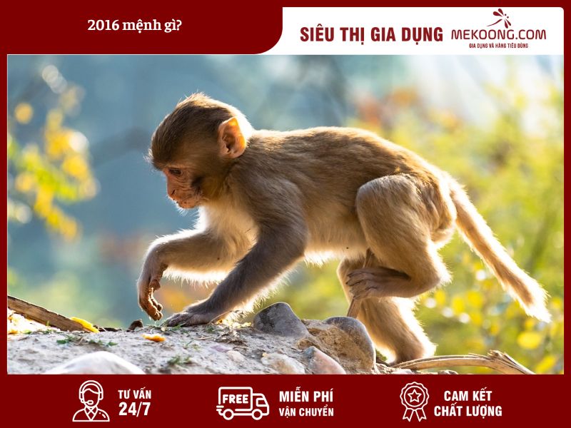 Người Sinh Năm 2016 Mệnh Gì - Khám Phá Bản Mệnh Hỏa